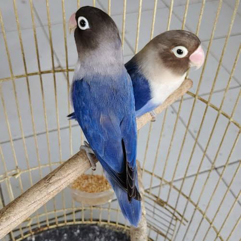 LOVEBIRD BIRU COBALT PASANGAN SIAP PRODUKSI
