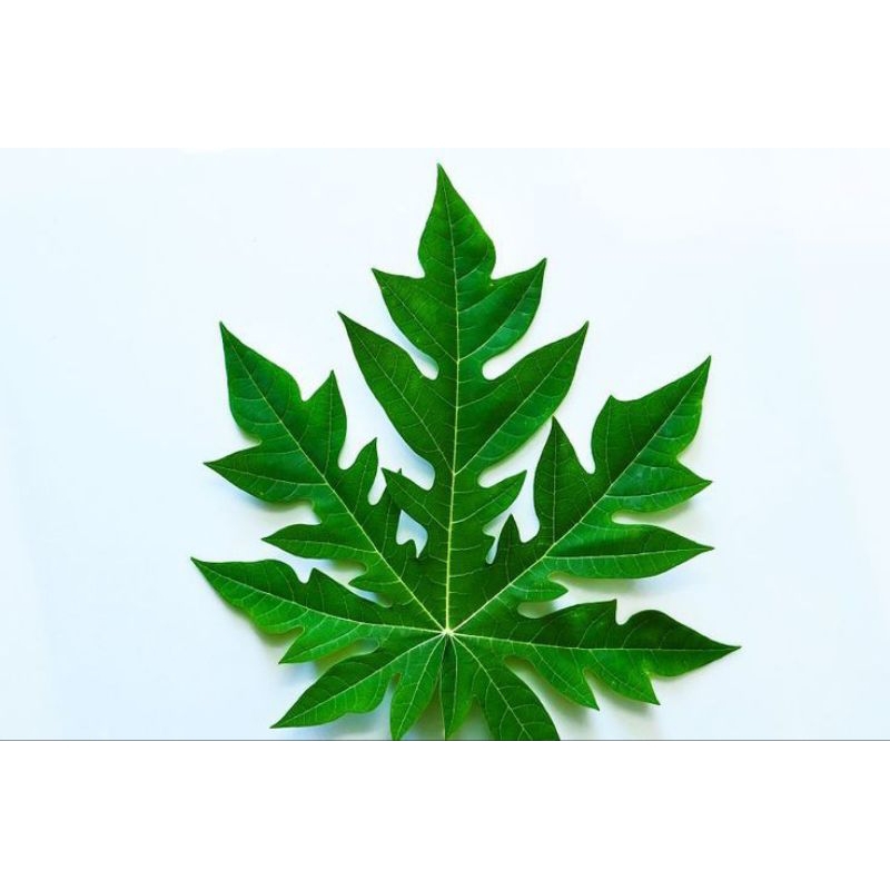 

Daun Pepaya 1/ikat