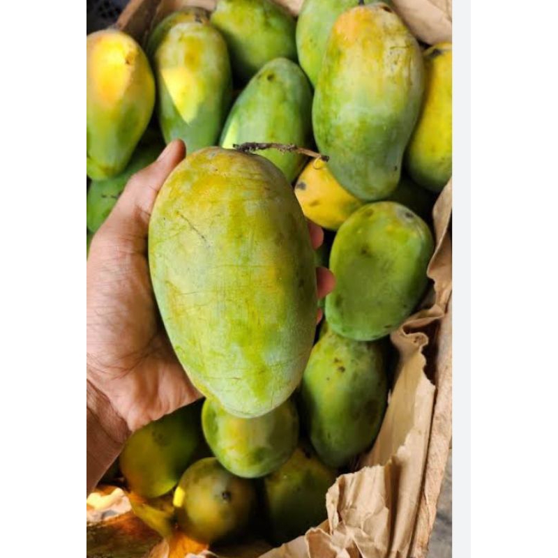 

Mangga harum manis 1kg