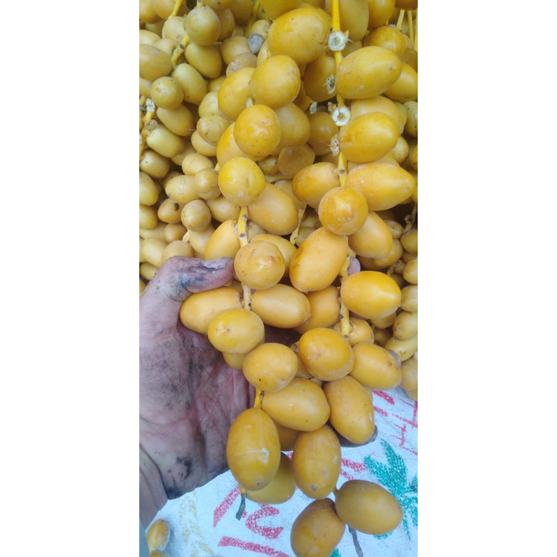 

KURMA MUDA RUTHOB PROMIL PRORAM HAMIL LEMONI