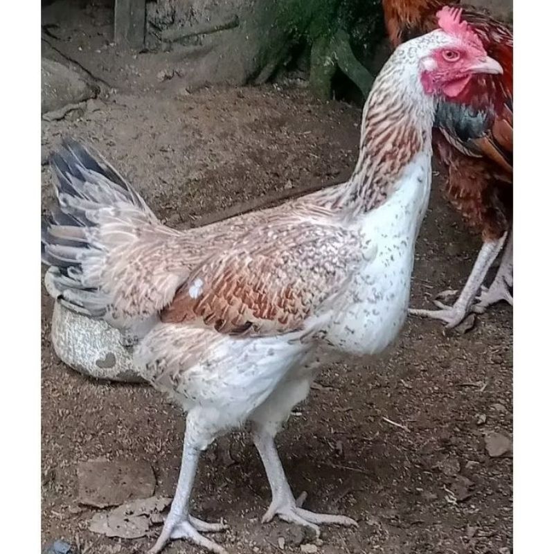 FGFG56846 telur ayam pelung jumbo super bisa untuk di tetaskan 564568