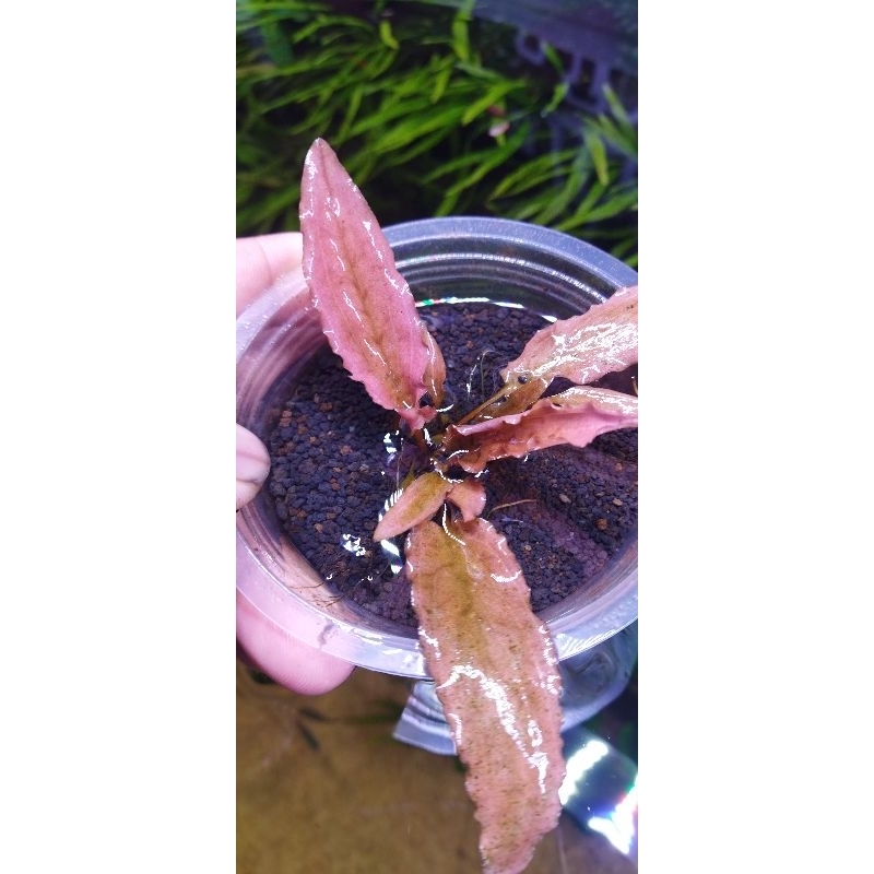 cryptocoryne flamingo