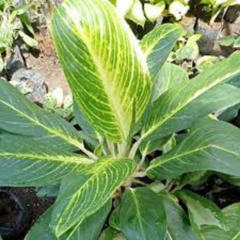 Jual Tanaman Hias Diven Gold ( Diven Rojo ) / Siap Tanam - Di jamin hidup / Bisa COD