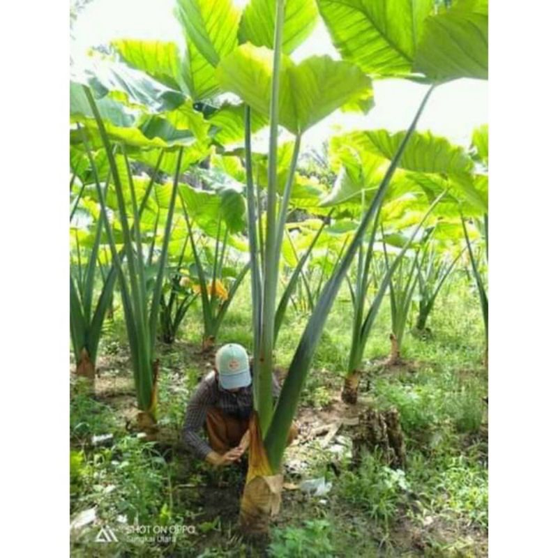 bibit talas gajah /mbote talas kimpul /bibit talas keripik/1bibit,beli 10 gratis 2bibit