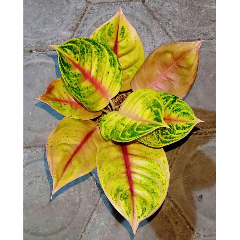 Aglonema Jamela Jackpot