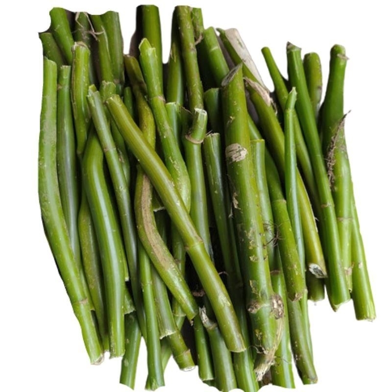 

Bibit Batang pohpohan/Lalapan pohpohan/Sayur pohpohan