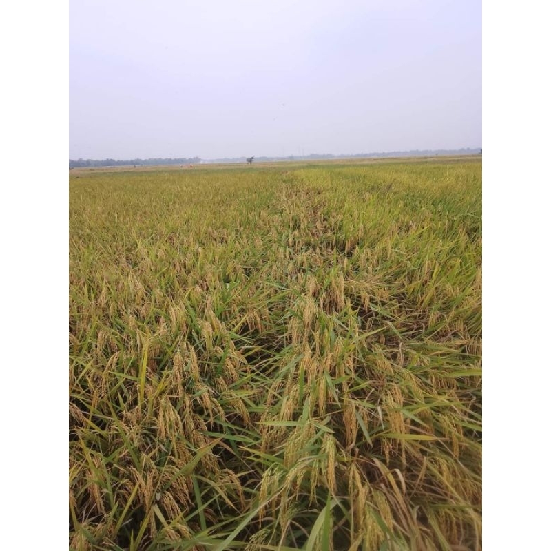 RB Benih Padi Unggul KEBO PUTIH kemasan 5 kg