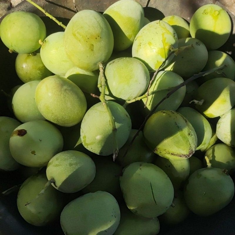 

mangga telor kriuk