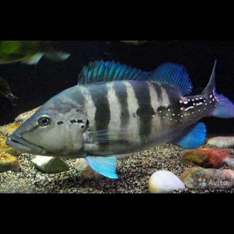 jual mainan ikan pbass blue azul