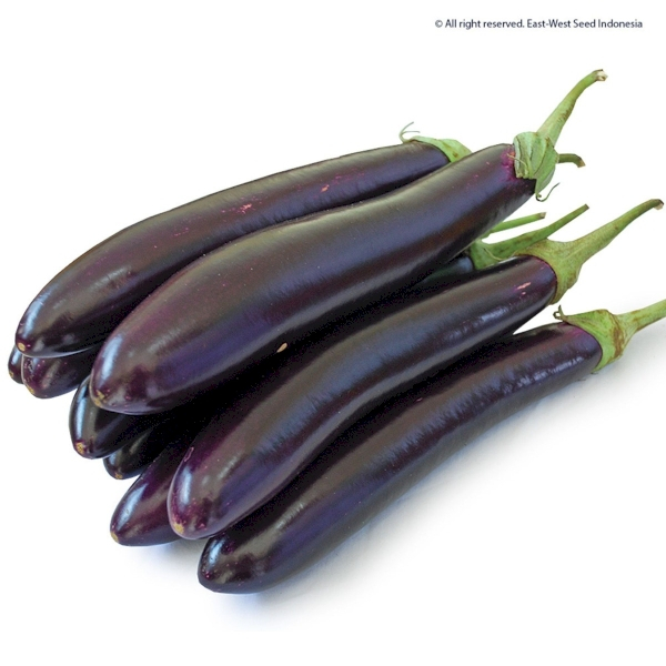 400 BENIH TERONG UNGU LEZATA F1