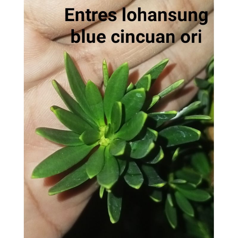 Entres Lohansung blue cincuan