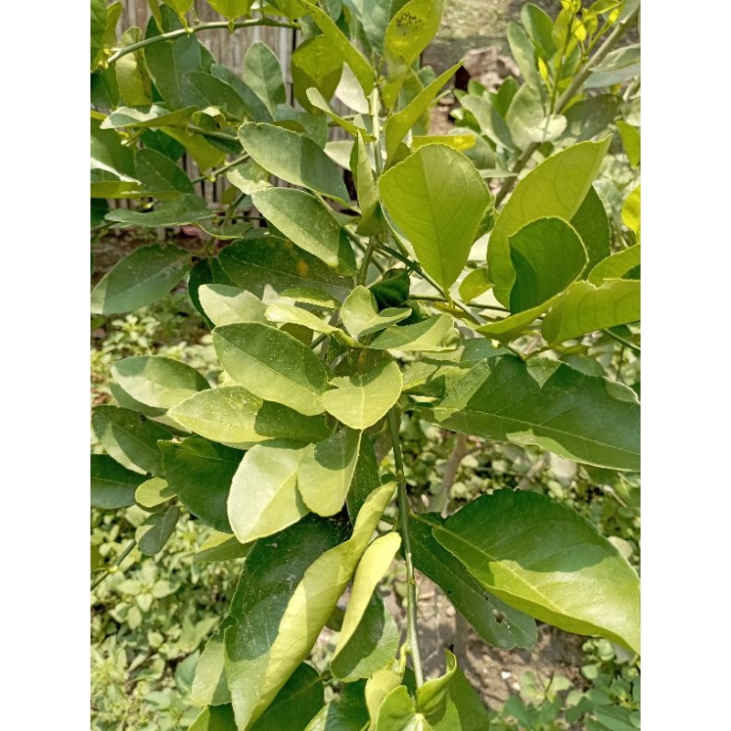 DAUN JERUK PURUT/DAUN JERUK/JERUK PURUT/DAUN HERBAL/DAUN BUMBU/TANAMAN HERBAL