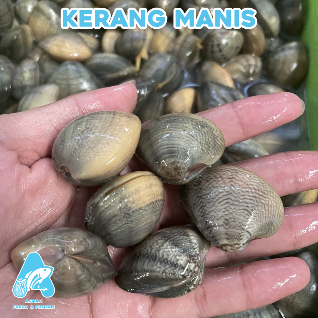 

kerang manis fresh & frozen termurah