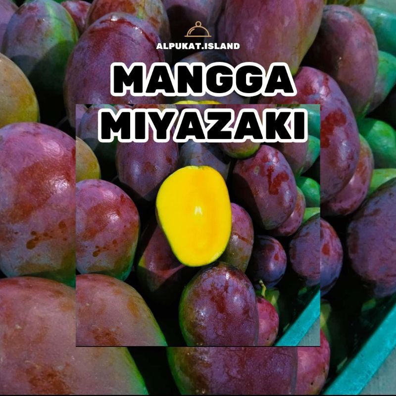 

mangga miyazaki | mangga manis |mangg jepang
