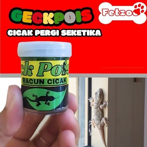Racun cicak solusi pengusir cicak di rumah bangkai tidak berbau ampuh membasmi cicak dengan sempurna