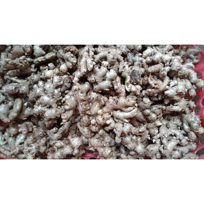 

jahe emprit segar ter murah 1kg