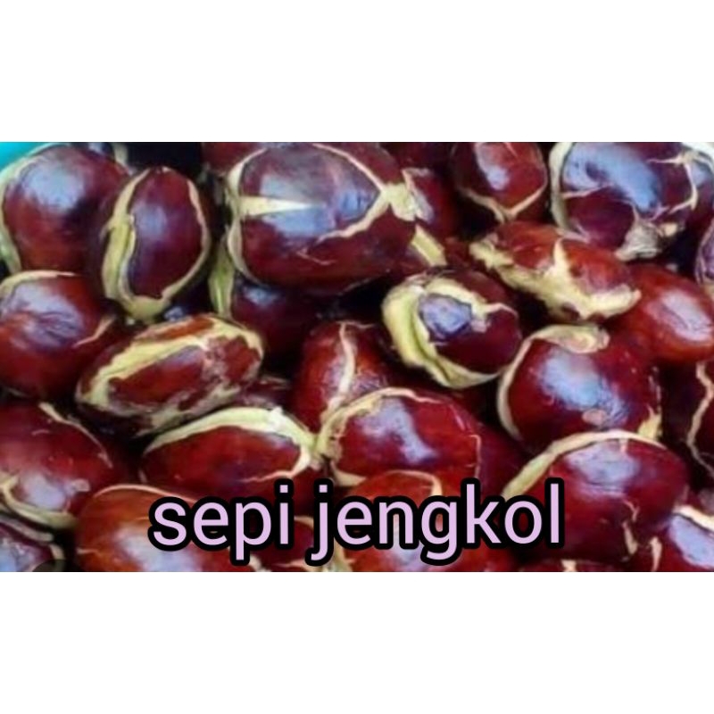 

GR SEPI JENGKOL BESAR43. / KG