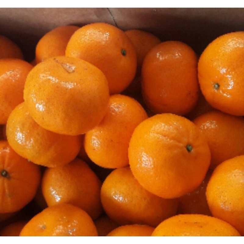

Buah 1kg Jeruk Murcot Manis, Ready Stock Sameday Delivery Jogja