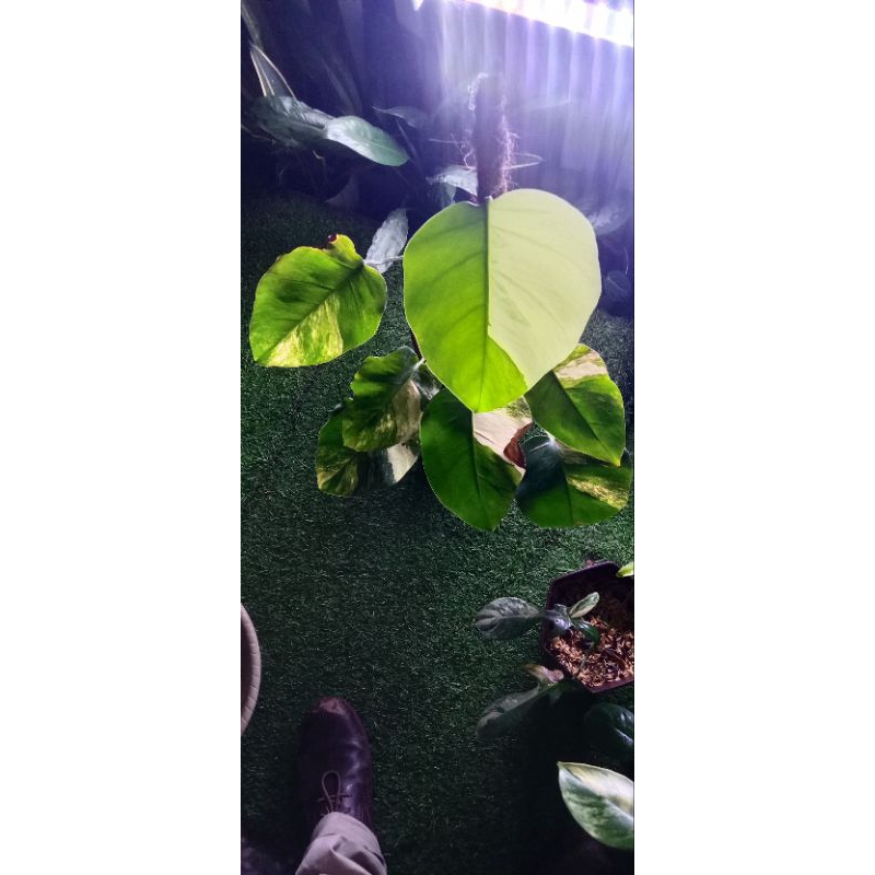 Monstera Aurea/Marmorata varigata