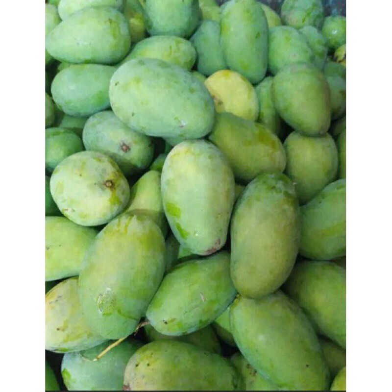 

Mangga Muda Harum Manis 1 Kg Fresh Langsung Dari Pohon