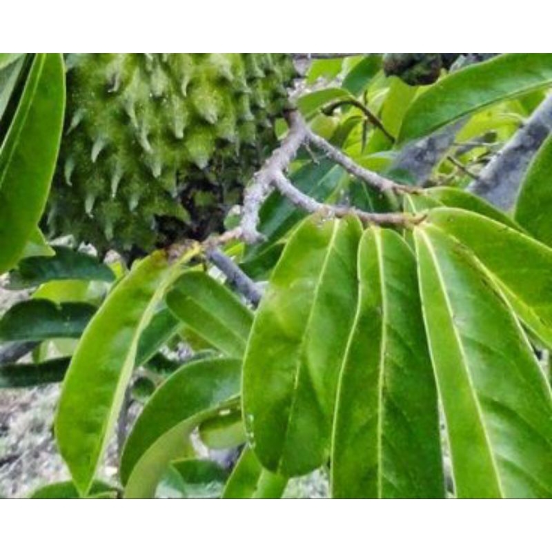 

Promo Daun Sirsak Segar 100 Lembar