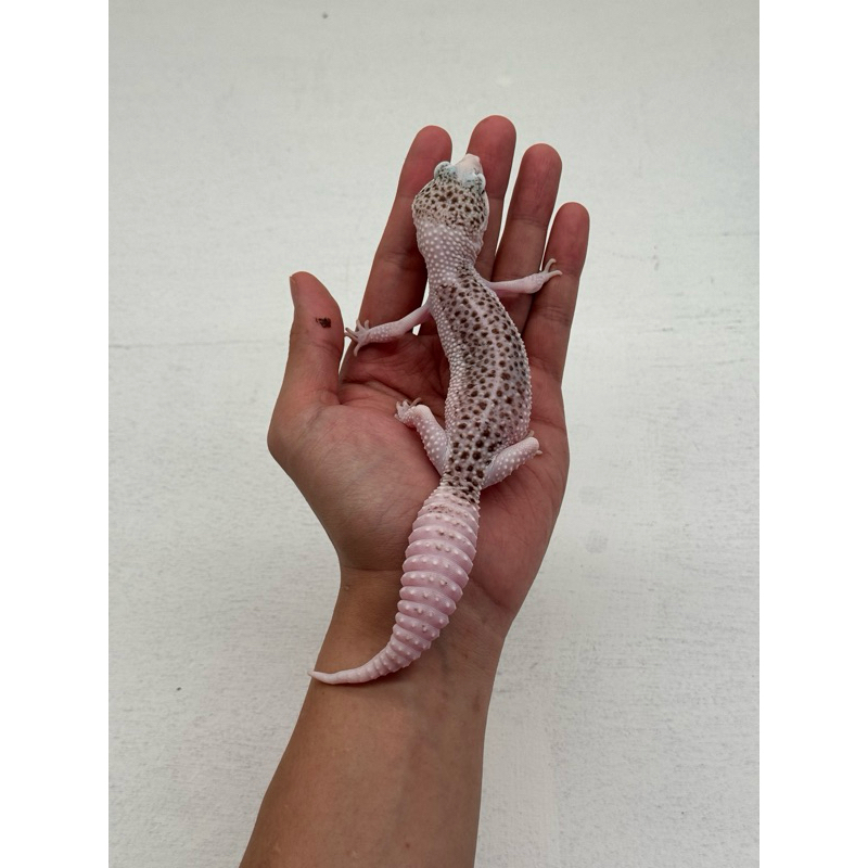 Leopard Gecko Super Pied