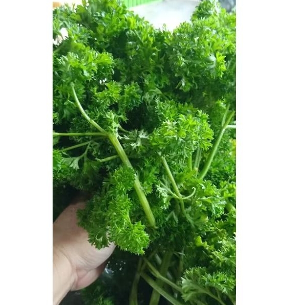 

parsley segar - 100 gram