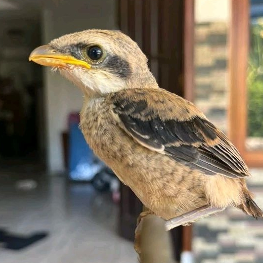 BURUNG PENTET ANAK TROTOLAN JANTAN JATIM