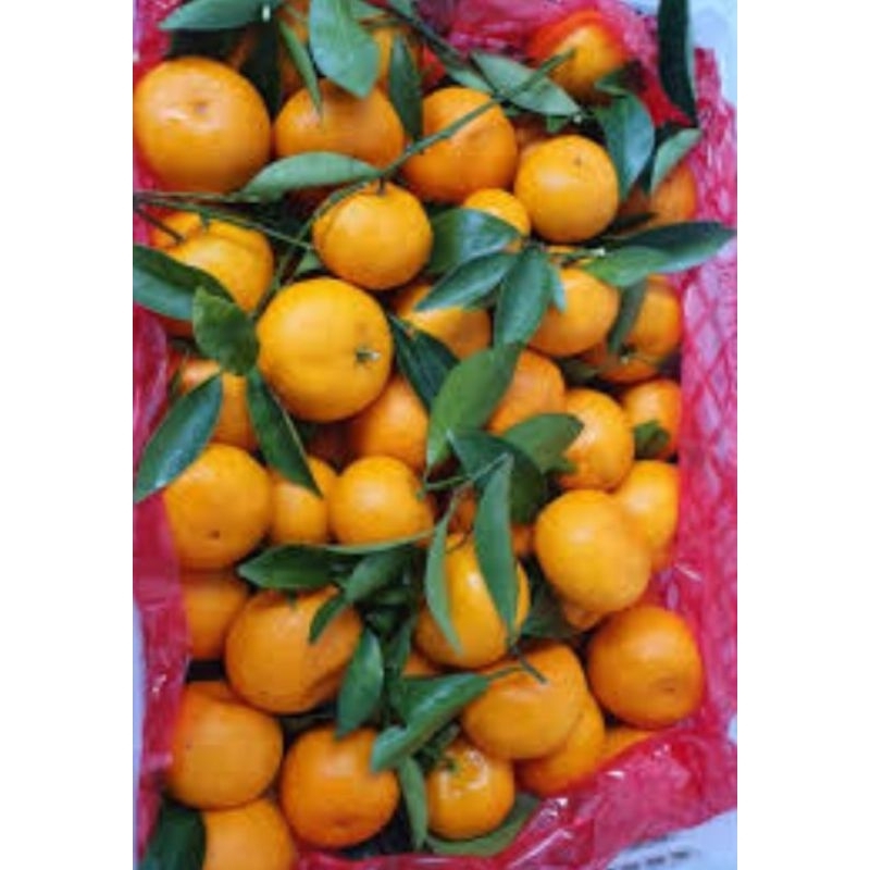 

Jeruk Santang Daun *Hokiobuahsby*