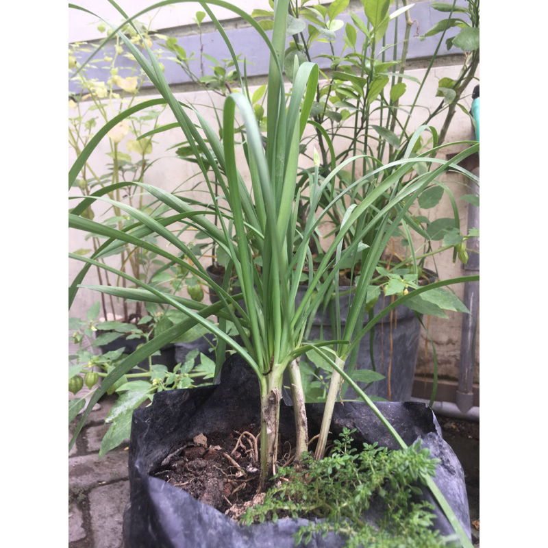 tanaman kucai siap berbunga