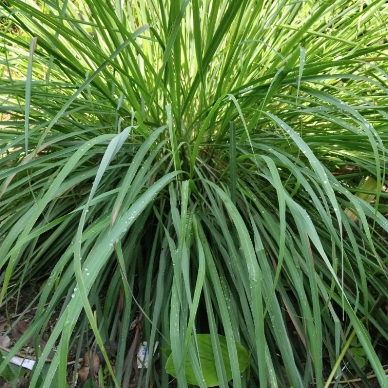 

Bibit Sereh Serai Wangi