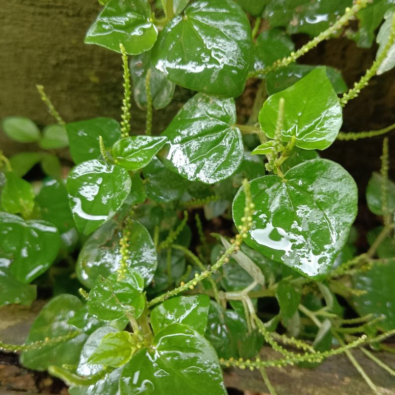 

DAUN SIRIH CHINA 100 GRAM