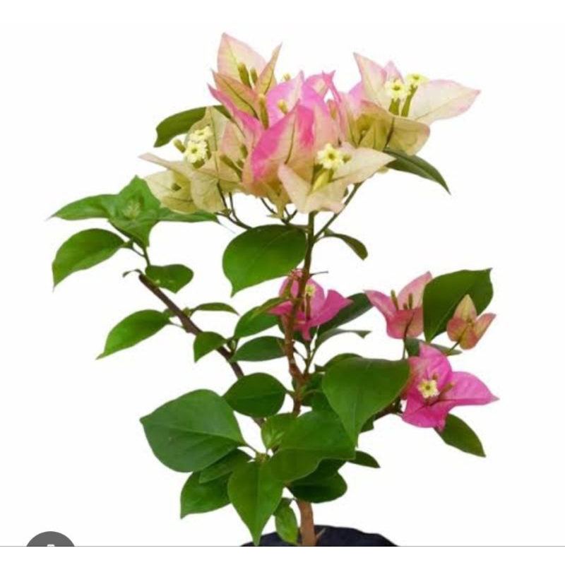 bibit bugenvil citra cream