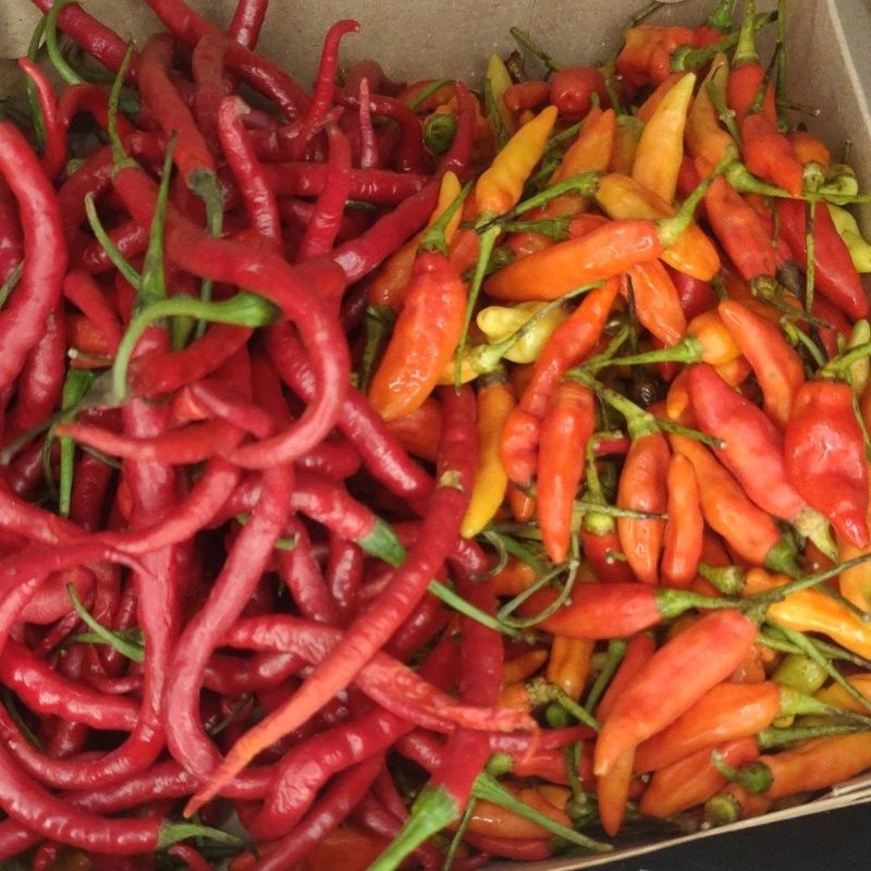 

cabe rawit mix cabe keriting 1kg