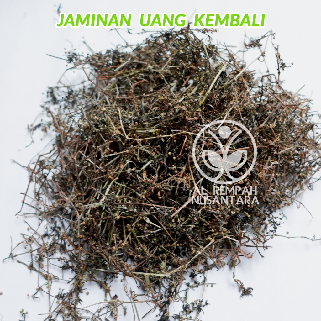 

Rumput Mutiara Kering 250gr Asli dan Bersih