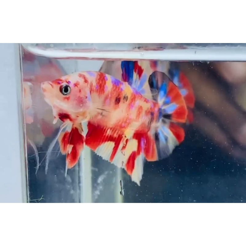 ikan cupang multicolor kualitas bagus