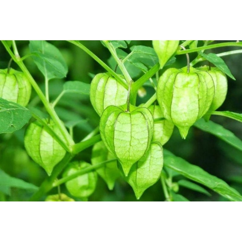 

buah ciplukan segar 100gram