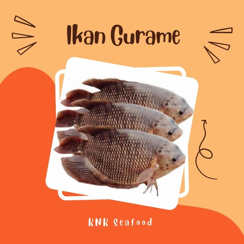 

KNK - ikan gurame air tawar premium