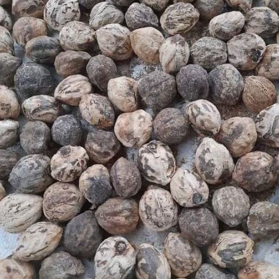 

KEMIRI SUPER CANGKANG UTUH / BELUM DI KUPAS 1kg