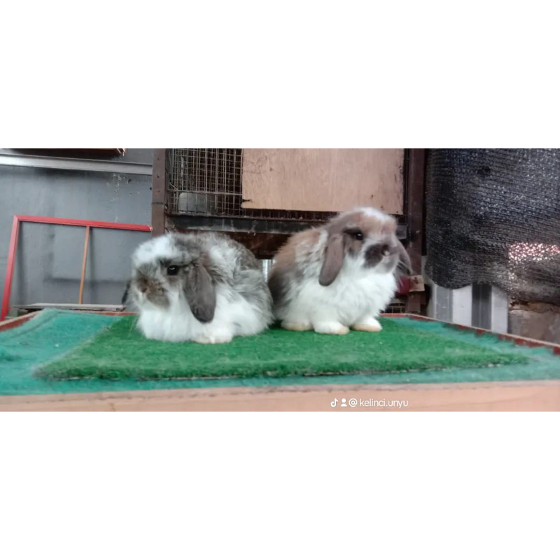 KELINCI HOLLAND LOP