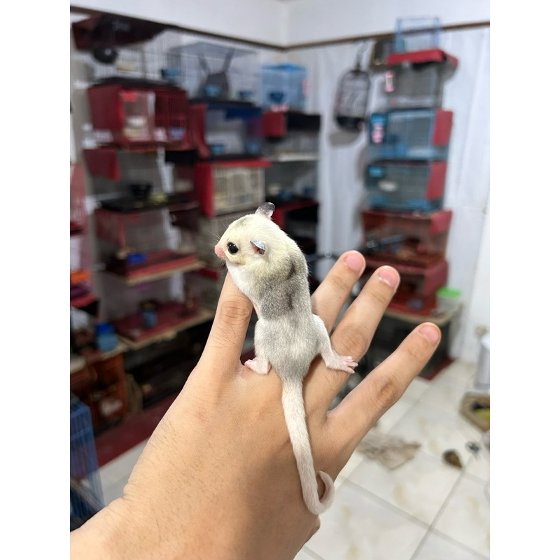 Sugar Glider Joey Moza / Mozaic / Mosaic Pied
