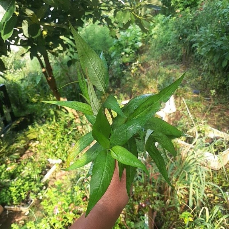 

Daun Kesum Segar / Daun Laksa Segar / Vietnam mint segar (100gr)