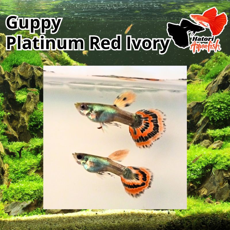Guppy platinum red ivory