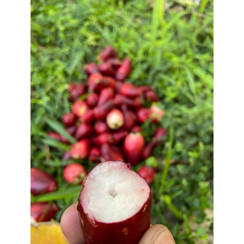 

Buah Gora merah Manis