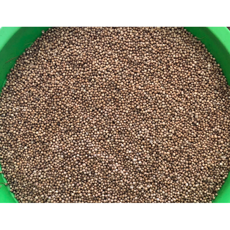 

Ketumbar / Import / Original / Sortir 1 Kg