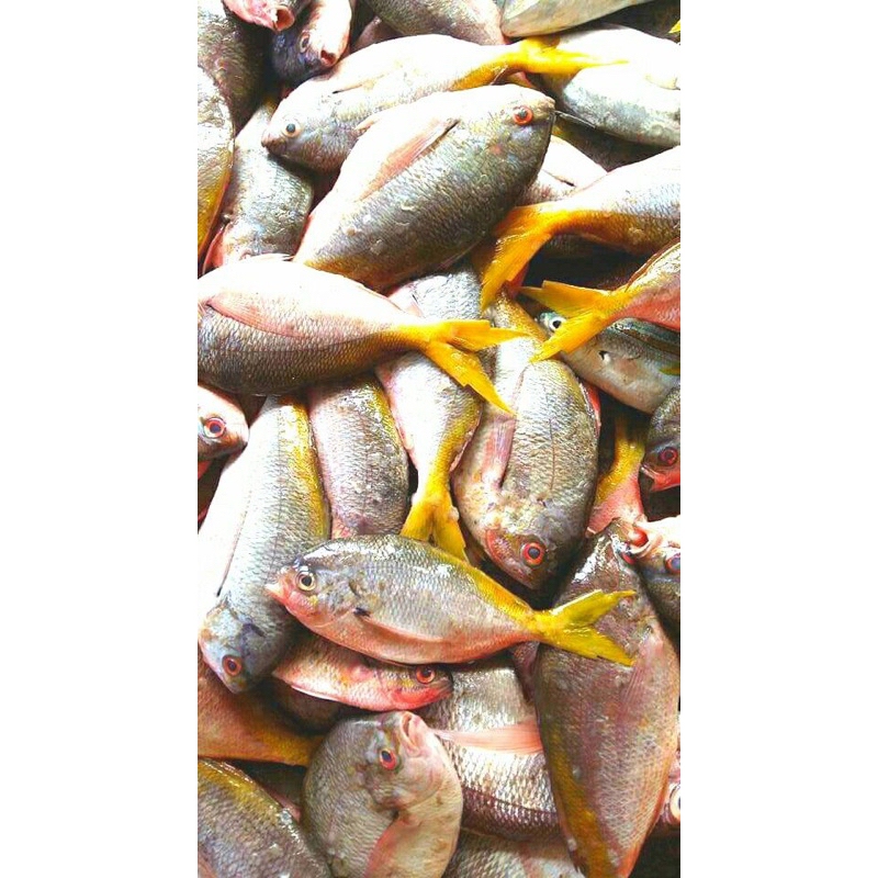 

Ikan Rappo-Rappo