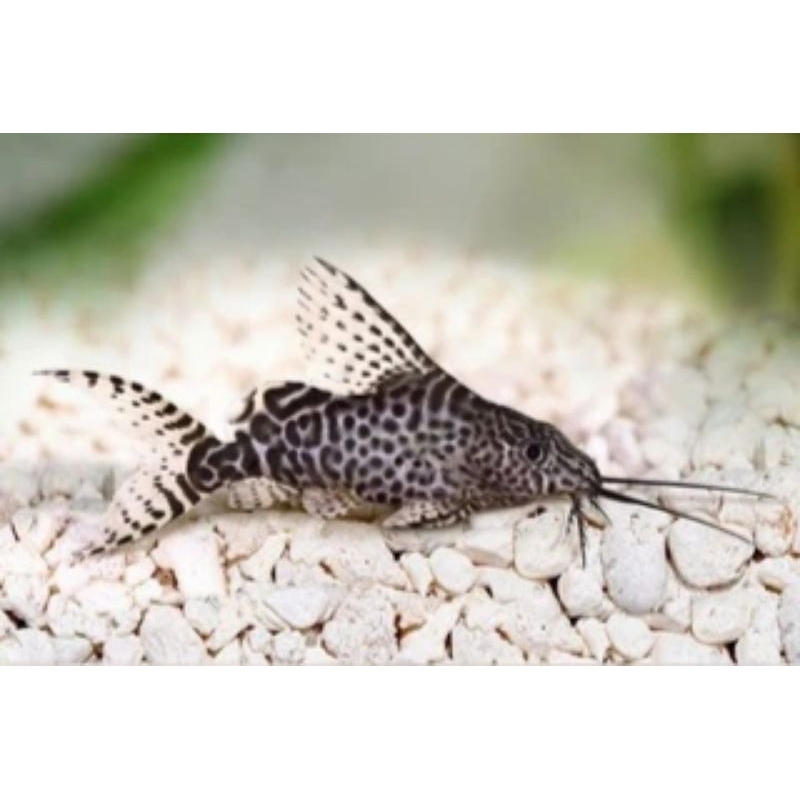 synodontis ikan hias