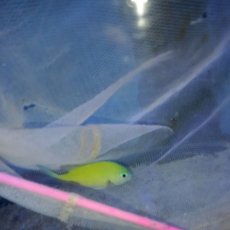 Ikan Hias Betok Jae Jae