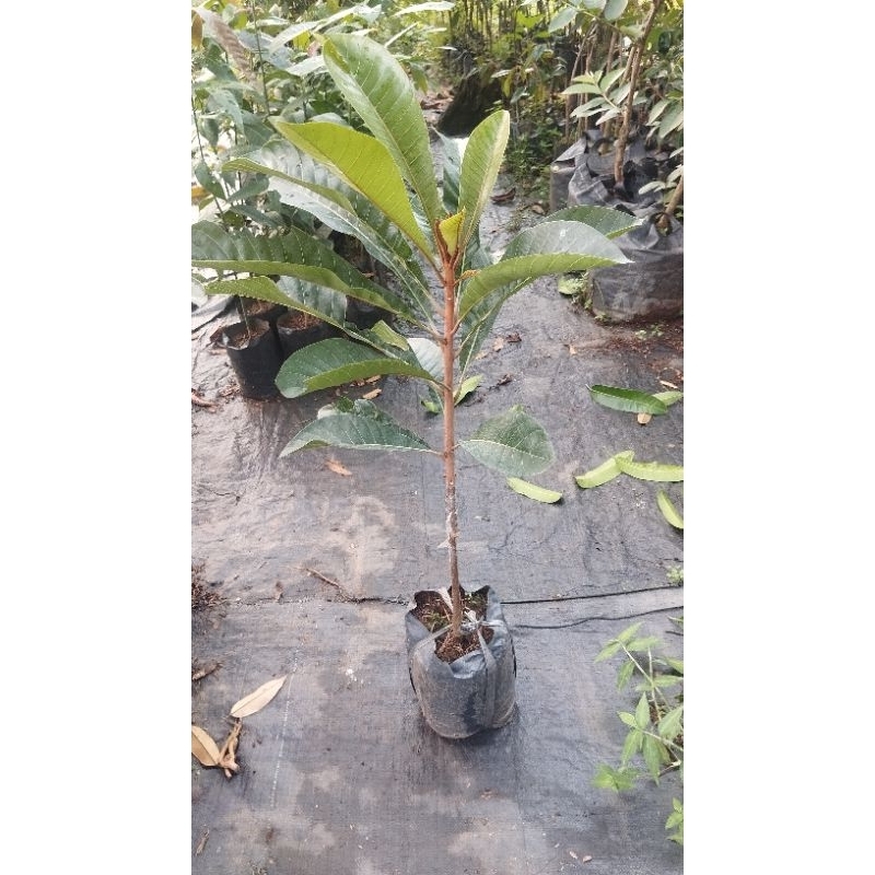 Bibit mamey sapote akil sambung susu