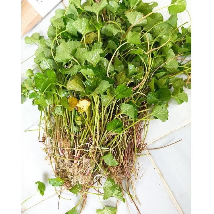 

Pegagan segar herbal alami per 500gram